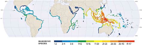 1. World map of the mangrove distribution zones and the number of... | Download Scientific Diagram