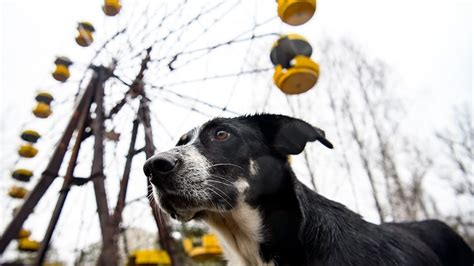 The guards caring for Chernobyl's abandoned dogs - BBC Future