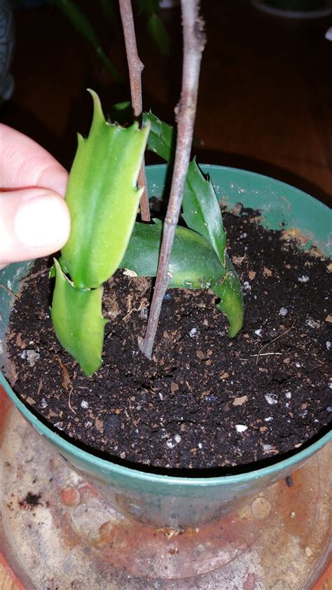 Urban Dream 35: Rooting Christmas Cactus Cuttings