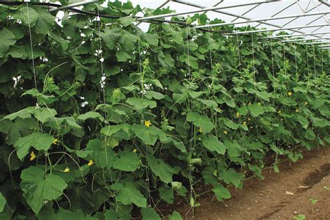 How to Grow Cucumbers - Fine Gardening