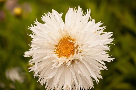 Shasta Daisy - South Coast Botanic Garden Foundation