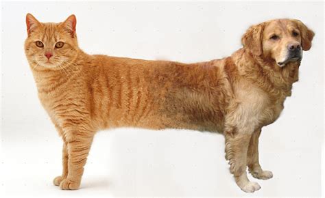 CatDog : r/HybridAnimals