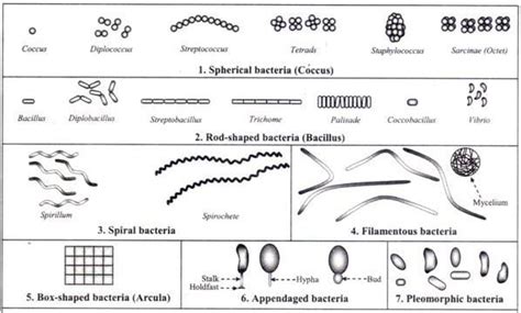 bacillus cell shape