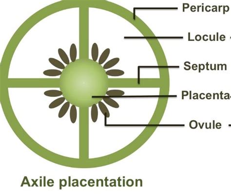 Where can Axile Placentation be seen?