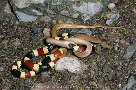 Minden Pictures - Arizona Coral Snake (Micruroides euryxanthus) eating ...