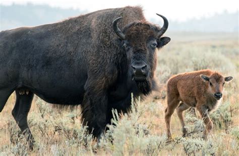 Second Bison Attack Occurs Within a Month of the Other at Yellowstone | Newsmax.com