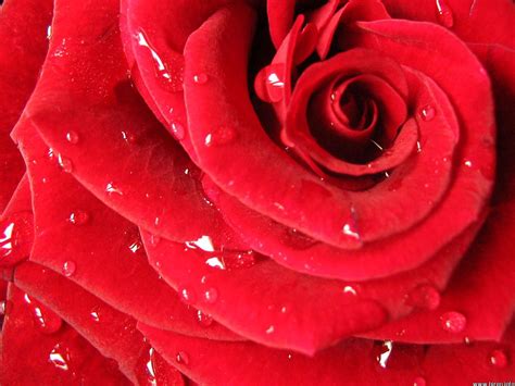 Flower Wallpapers | Flower Pictures | Red Rose | Flowers Gifts: Beautiful Red Roses Flowers Pictures