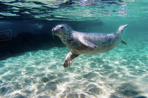 Seal swimming underwater - Stock Photo - Dissolve