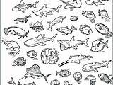 Water Animals Coloring Pages At GetColoringscom  Free Printable sketch template