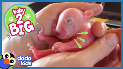 Baby Wombat Needs Oil Massages Every Day! | Baby 2 Big | Dodo Kids ...