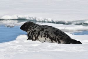 What Are The Different Types of Seals