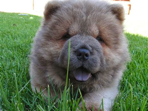 Rules of the Jungle: Chow Chow puppies