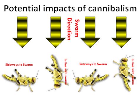 The Math behind Locust Swarms and Solutions therein - TheWaterChannel