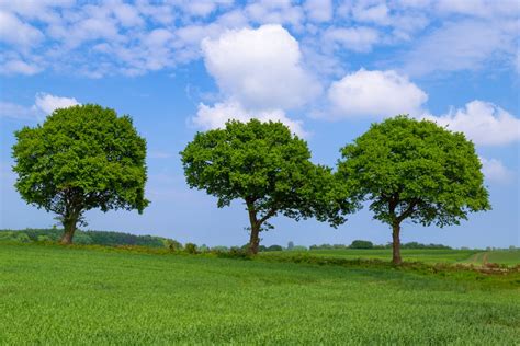 Three trees Foto & Bild | pflanzen, pilze & flechten, landschaft, bäume Bilder auf fotocommunity