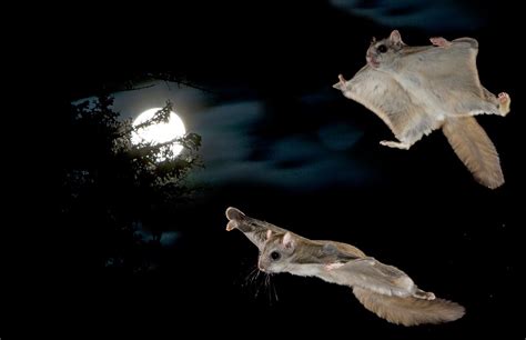 See the Nighttime Acrobatics of Montana’s Flying Squirrels - Atlas Obscura