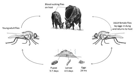 Life Cycle Of Horse Fly