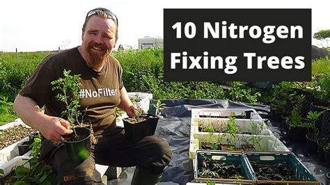 Nitrogen fixing trees for orchards, forest gardens, food forests and permaculture designs. - YouTube