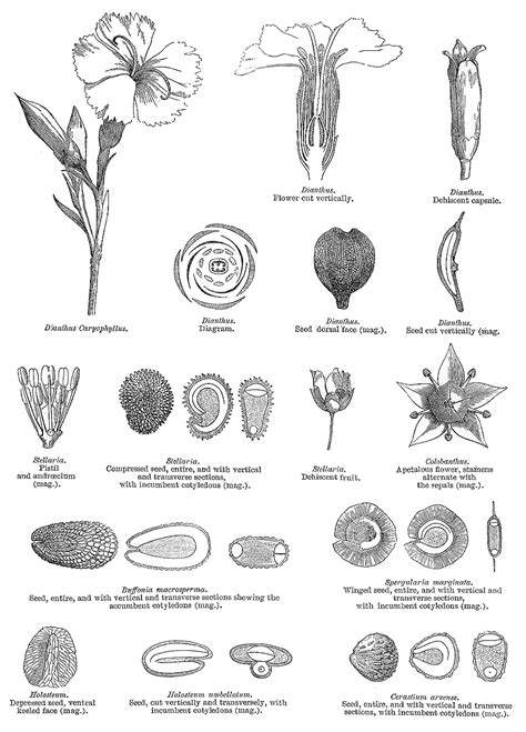 Family Caryophyllaceae