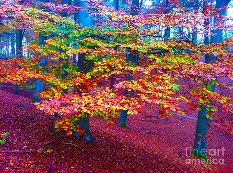 Forest color leaves Photograph by Go Van Kampen | Fine Art America