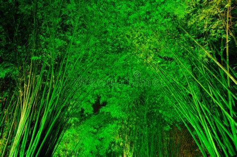 Bamboo forest at night stock photo. Image of leaves, bright - 20778696