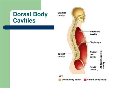 PPT - Anatomy and Physiology Defined PowerPoint Presentation, free download - ID:1719072