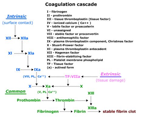 Intrinsic Pathway Coagulation Cascade