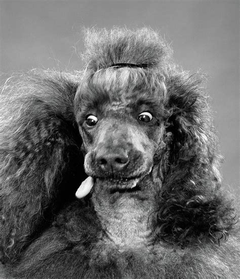 1950s French Poodle Eyes Wide Open Photograph by Vintage Images ...