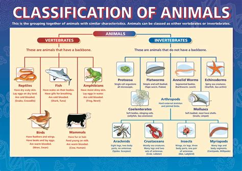 Classification of Plants and Animals Quiz - Quizizz