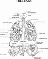 Coloring Picture Of An Alveoli Pages sketch template