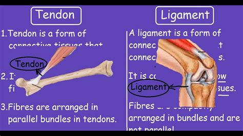 Tendon Vs Ligament |Quick Differences and Comparison| - YouTube