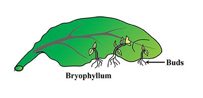 Vegetative Propagation In Bryophyllum