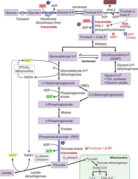 Glycolysis - What You Need to Know (Diagram) : r/Mcat