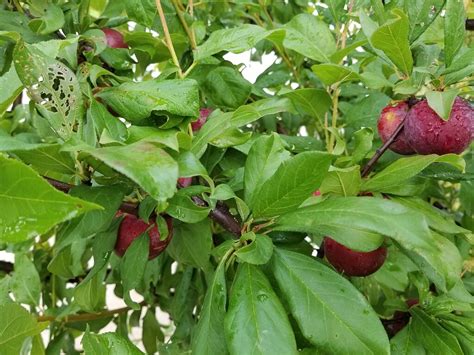 Satsuma plum - General Fruit Growing - Growing Fruit