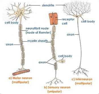 Three Types of Neurons Biology Lessons, Biology Notes, Science Biology ...