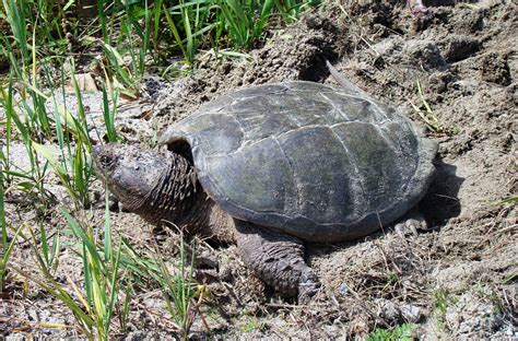 Creature Feature: Snapping Turtle