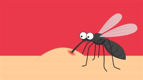 How to stay safe from dengue during monsoon season | HealthShots