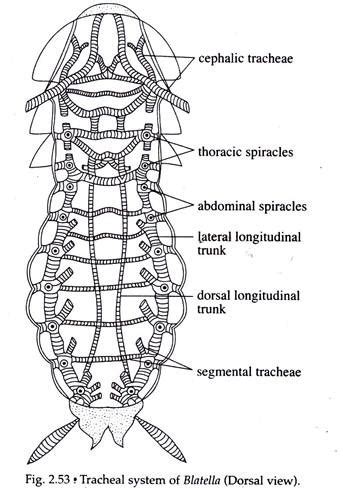 Process of Respiration in Cockroaches | Invertebrates