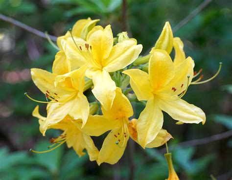 YELLOW AZALEA - Environment Controls