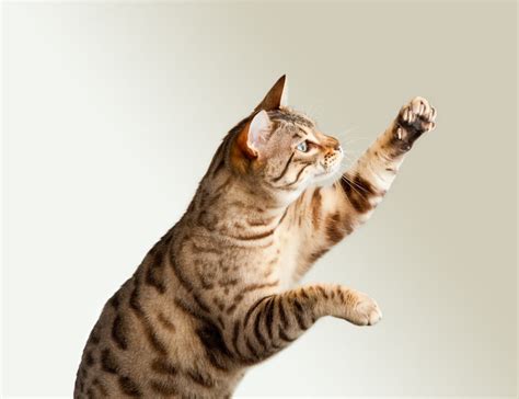 How to Solve Bengal Cat Behavior Problems | thebengalway.com