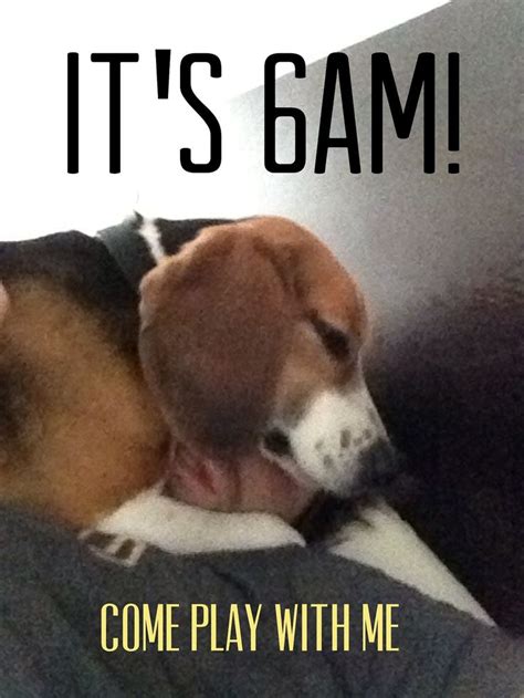 28 best Beagle Memes images on Pinterest | Beagle, Beagle puppy and Beagles