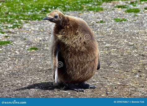 King Penguin Chick stock image. Image of volunteer, beak - 299076867