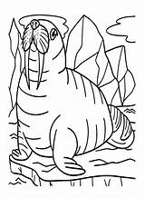 20  Walrus Coloring Pages Free Printable PDF & Online sketch template
