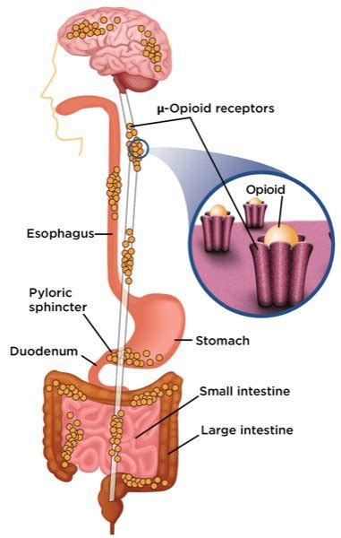 Locations of the opioid receptors. | Download Scientific Diagram