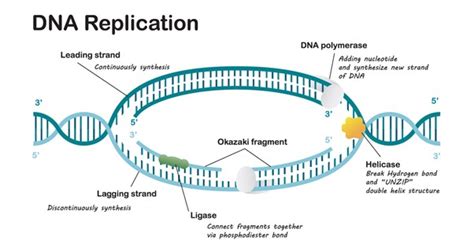 Dna Ligase