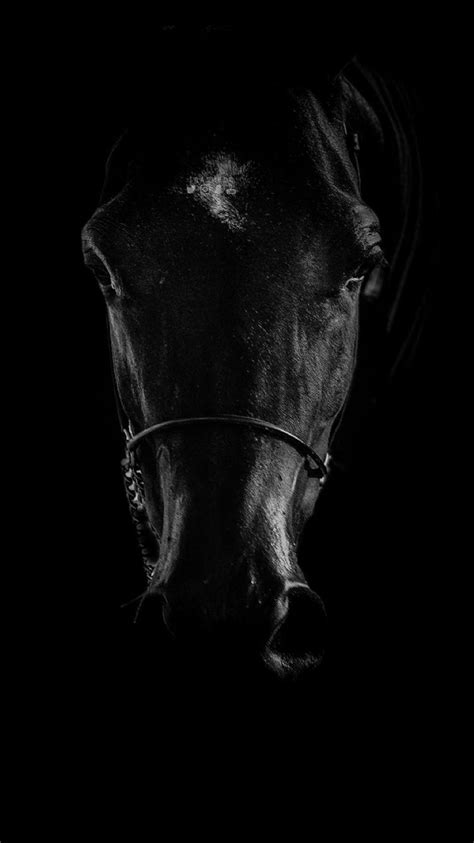 Hd Black Horse Wallpapers Pixelstalknet