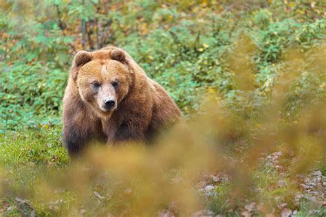 Kamchatka brown bear 14028744 Stock Photo at Vecteezy