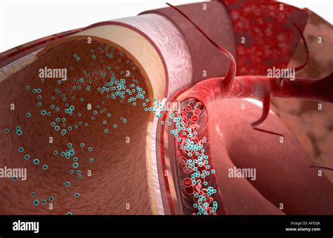 Drug absorption Stock Photo - Alamy