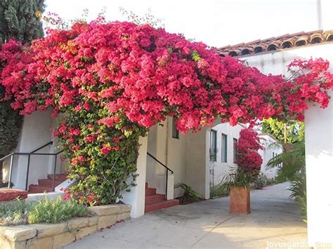 Bougainvillea Care & Growing Tips (2024 Guide)