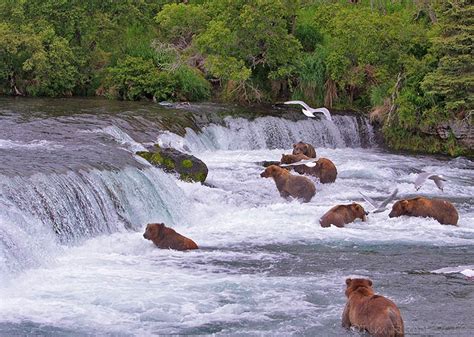 Photography by Tim Rucci: Brooks Falls - Katmai National Park