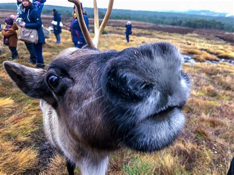 Visiting the Cairngorm Reindeer Herd – Scotland With Kids